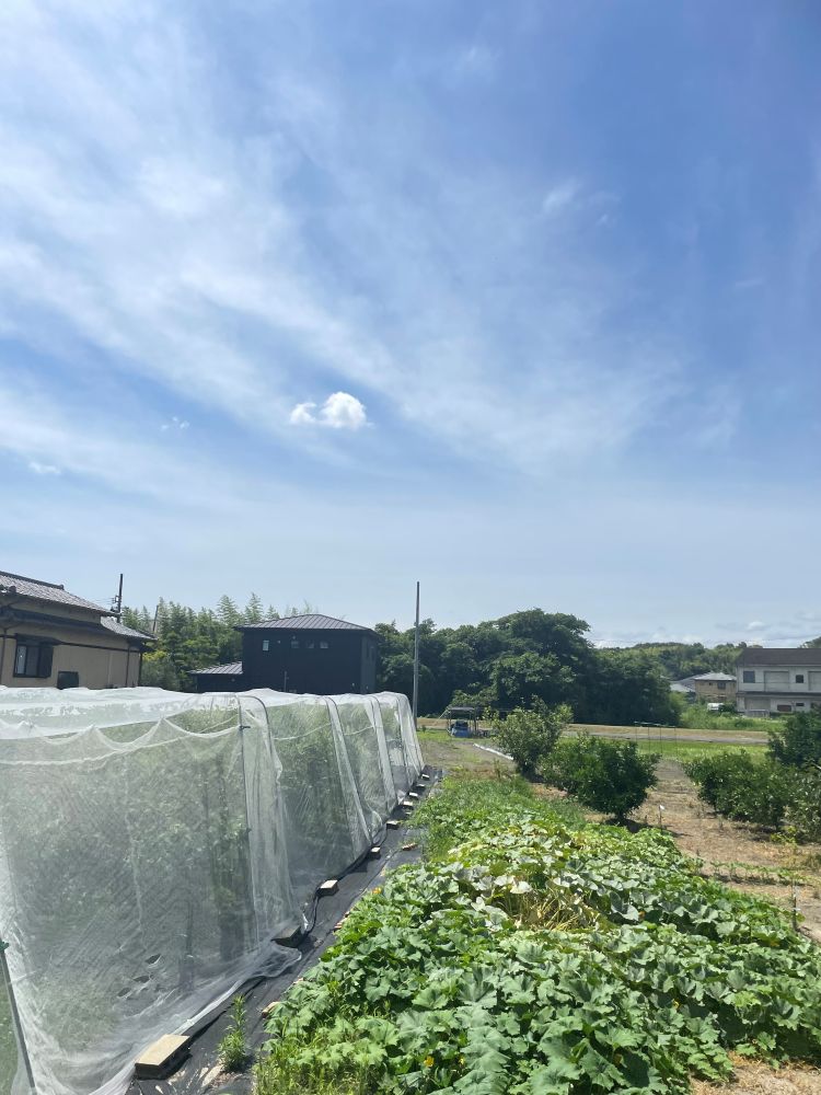 ブルーベリー畑